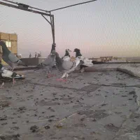 کفتر صید  جوجه ب شرط پرش|پرنده|مشهد, چاهشک|دیوار