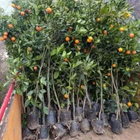 نهال های پرکیفیت و اصلاح شده|خدمات باغبانی و درختکاری|ساری, |دیوار