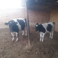 دوعدد گاو شیری هلشتاین و یک عدد گوساله ماده|حیوانات مزرعه|دشتابی, |دیوار