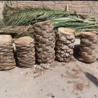 بریدن نخل قطع نخل حرس نخل سمپاشی  در آوردن ریش نخل|خدمات باغبانی و درختکاری|اهواز, نادری|دیوار