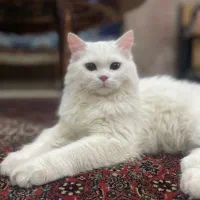 گربه پرشین|گربه|ارومیه, |دیوار