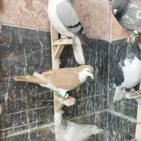 نر ماده هوایی