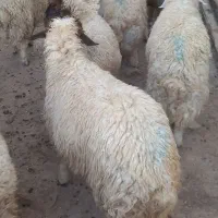 بره|حیوانات مزرعه|اسلام‌‌آباد غرب, |دیوار