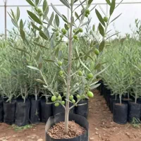 نهال بادام طلایی آذرشکوفه برداشت سریع و سود عـالی|خدمات باغبانی و درختکاری|مریوان, |دیوار