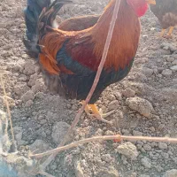 ۵۰‌عدد‌ مرغ‌ خروس‌ اردک‌ و‌ مرغ‌ شاخ‌ دار