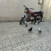 ۹عدد کبوتر|پرنده|اصفهان, جاوان|دیوار