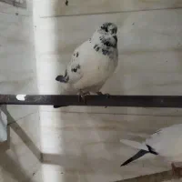 یه کبوتر دسپر قوچی نر