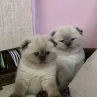 شهر گربه های گوگولی (بریتیش / اسکاتیش / پرشین)