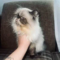 گربه هیمالین