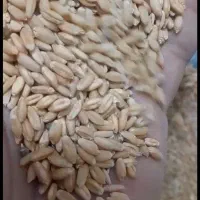 گندم|لوازم جانبی حیوانات|هلیلان, |دیوار