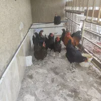مرغ سیاه