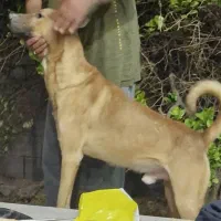 سگ باهوش ونگهبان