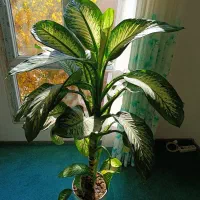 گل دیفن باخیا .|گل و گیاه طبیعی|هشتگرد, شهرک صبا سوله|دیوار