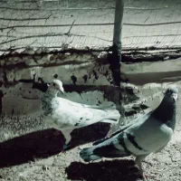 کفتر|پرنده|بیرجند, |دیوار