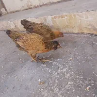 مرغ و خروس بارنه