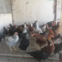 مرغ و خروس و اردک