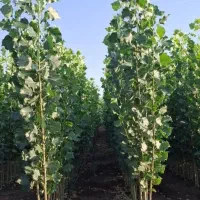 نهال صنوبر نیگرا ترکیه وانواع نهال مثمر و غیر مثمر