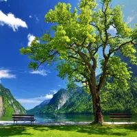 پرده تصویری وچاپی