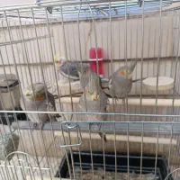 فروش ۵ عدد عروس هلندی مولد|پرنده|شهرکرد, |دیوار