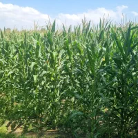 ذرت علوفه‌ای