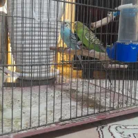 مرغ عشق ۲ عدد ماده