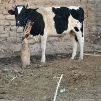 گاونر پلواری