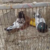 کله سیاه|پرنده|شوشتر, |دیوار