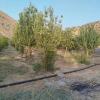 فروش باغ در میشخاص|فروش خانه و ویلا|سیوان, |دیوار