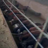 فروش ۲۰۰راس بره|حیوانات مزرعه|شیراز, آبیاری|دیوار