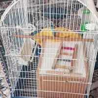 قفسه پرنده طوطی مرغ‌ عشق