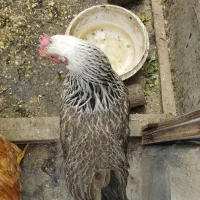 مرغ خانگی تخمگذار