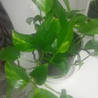 گل دیفن  و پیتوس و آگلونما برفی