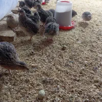 بلدرچین مولد تخمگذار