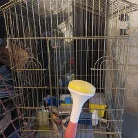 قفس پرنده با وسایل|لوازم جانبی حیوانات|پاکدشت, پاکدشت (مامازند)|دیوار