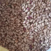 لوبیا چیتی تازه محلی باتخفیف ارسال دم در|خوردنی و آشامیدنی|ارومیه, |دیوار