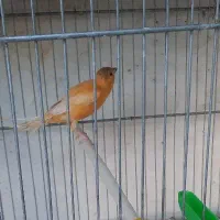 قناری ماده جوان