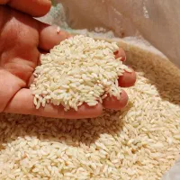 برنج گیلان مازندران/ عمده تناژ/ هاشمی طارم صدری|خوردنی و آشامیدنی|تهران, فلسطین (میدان انقلاب)|دیوار