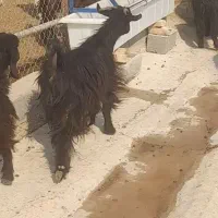 بز میش جوون|حیوانات مزرعه|بهبهان, |دیوار