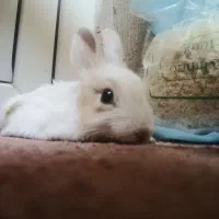 واگذاری خرگوش