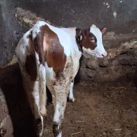 گاوگوساله ۷عدد ماده دامازدیغ برای نگهداری سالم