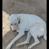 سگ ماده سفید گم شده هومه گلدشت