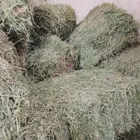 یونجه بیده خشک