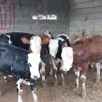 دام سبک سیمینتال هلشتاین پرواری|عمده‌فروشی|شیراز, نارنجستان|دیوار