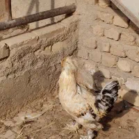 خروس برهما|حیوانات مزرعه|دشتابی, |دیوار