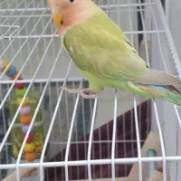 مینا و کوتوله