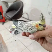 جوجه عروس هلندی