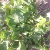 باغ نقلی با سند رسمی|فروش زمین و ملک کلنگی|قزوین, |دیوار