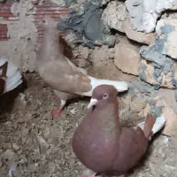 کبوتر دم سفید ماده|حیوانات|بجنورد, |دیوار