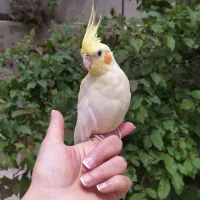 عروس هلندی کم شده