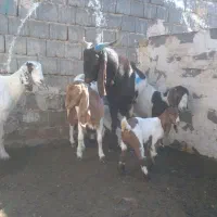 نربز|حیوانات مزرعه|تایباد, |دیوار